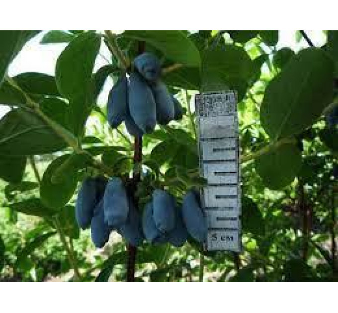 Саженцы жимолости сорт Югана 1 летние, конт. P9