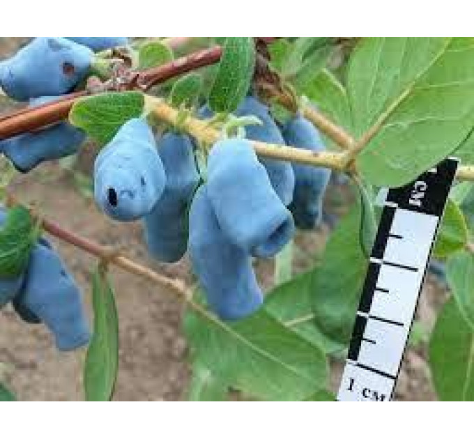 Саженцы жимолости сорт Югана 1 летние, конт. P9