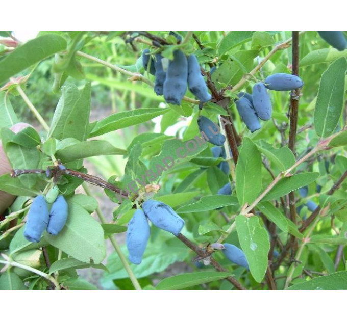 Саджанці жимолості сорт Югана, 2 річна 2 л