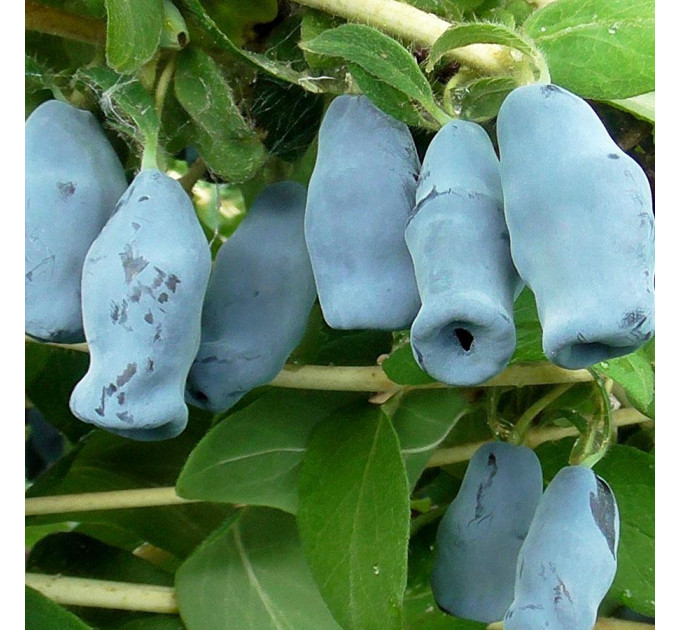 Саджанці жимолості сорт Югана, 2 річна 2 л