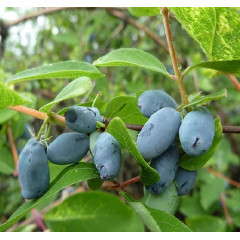 Жимолость сорт Boreal Best 1 летняя, полуупакованная