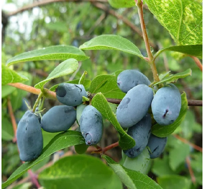 Жимолость сорт Boreal Best 1 річна, напівупакована