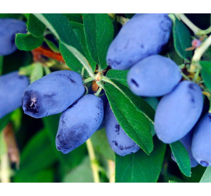 Жимолость сорт Boreal Best 1 річна, напівупакована