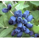 Жимолость сорт "Німфа", 1 літні P9