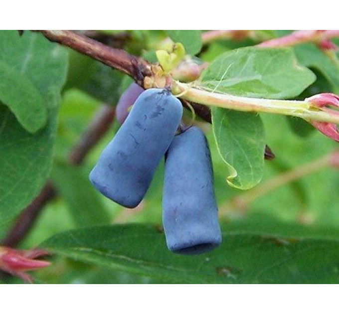 Жимолость сорт Томичка, 1 років Р9