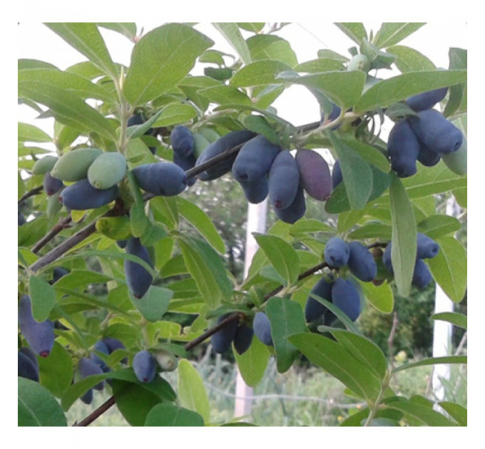 Жимолость сорт Томичка, 1 років Р9