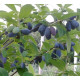 Жимолость сорт Томичка, 1 років Р9