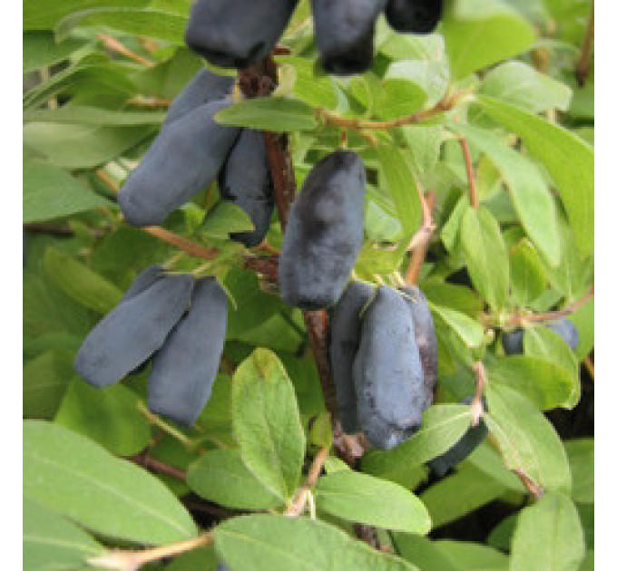 Саженцы жимолости сорт "Дует", 2 летние, полуупакованние