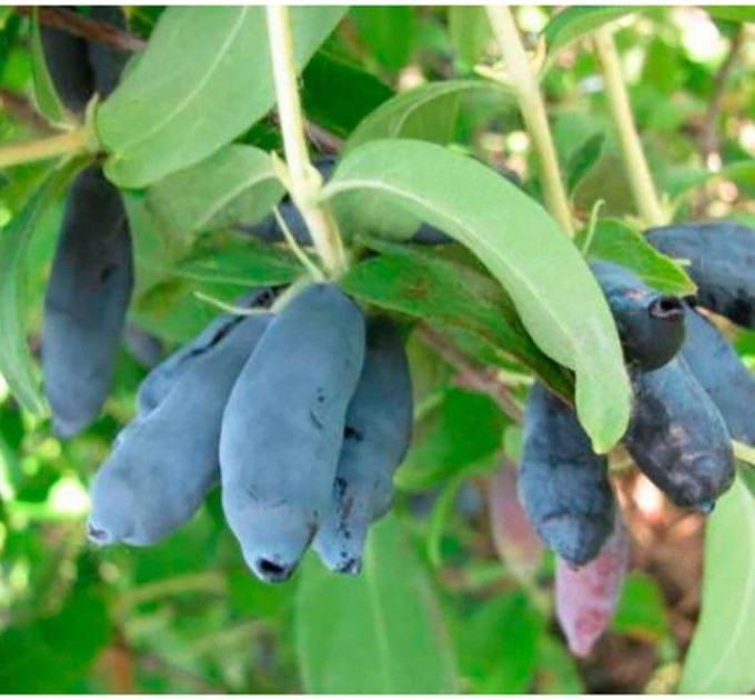 Жимолость сорт Индиго Джем 1 летняя, конт. P9