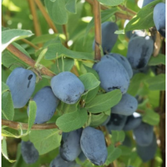 Жимолость сорт Boreal Beauty, 2 річна, конт. 2 л