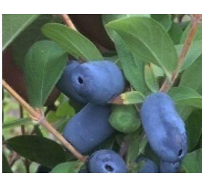 Жимолость їстівна сорт Аврора 1 річна, конт. P9