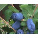 Жимолость їстівна сорт Аврора 1 річна, конт. P9