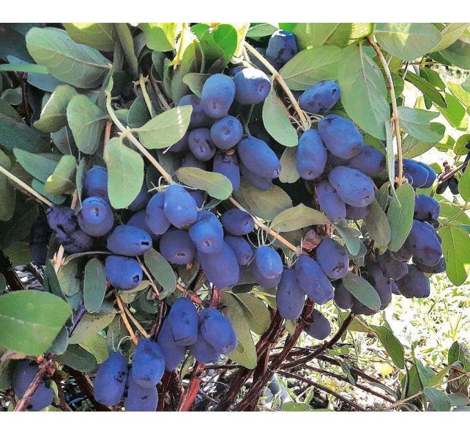Жимолость сорт Индиго Джем 1 летняя, конт. P9