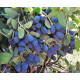 Жимолость сорт Индиго Джем 1 летняя, конт. P9