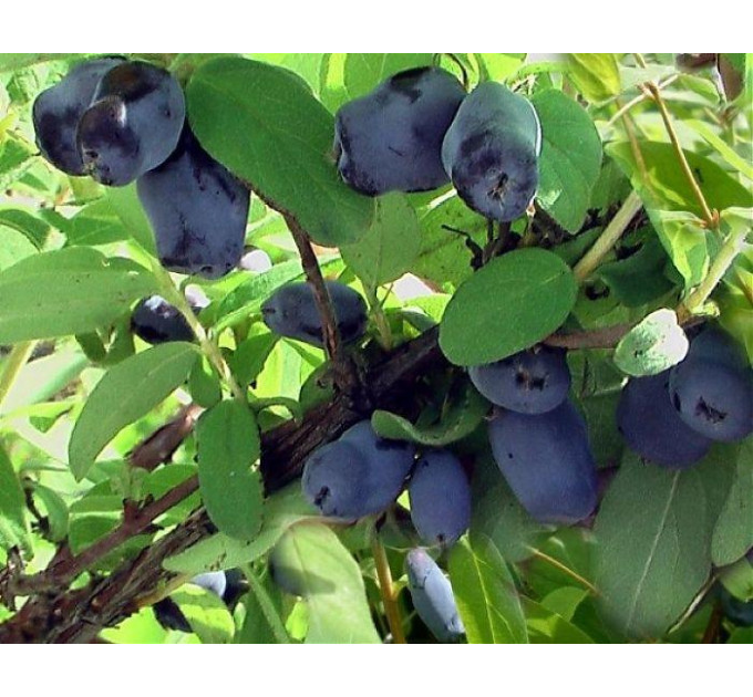Жимолость сорт Индиго Джем 1 летняя, конт. P9