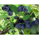 Жимолость сорт Индиго Джем 1 летняя, конт. P9
