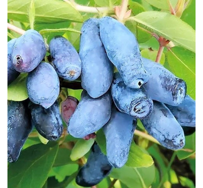 Саженцы жимолости Восторг 1 летние, конт. P9