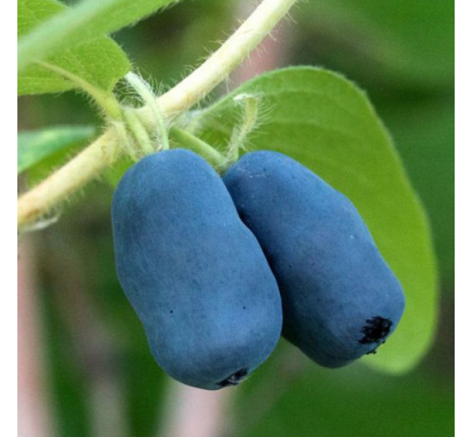 Саджанці жимолості сорт Серце Велетня 1 річні, конт. P9