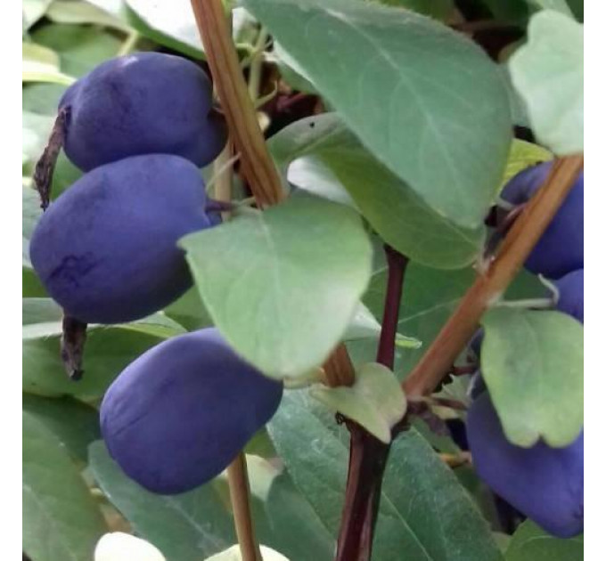 Саджанці жимолості сорт Серце Велетня 1 річні, конт. P9