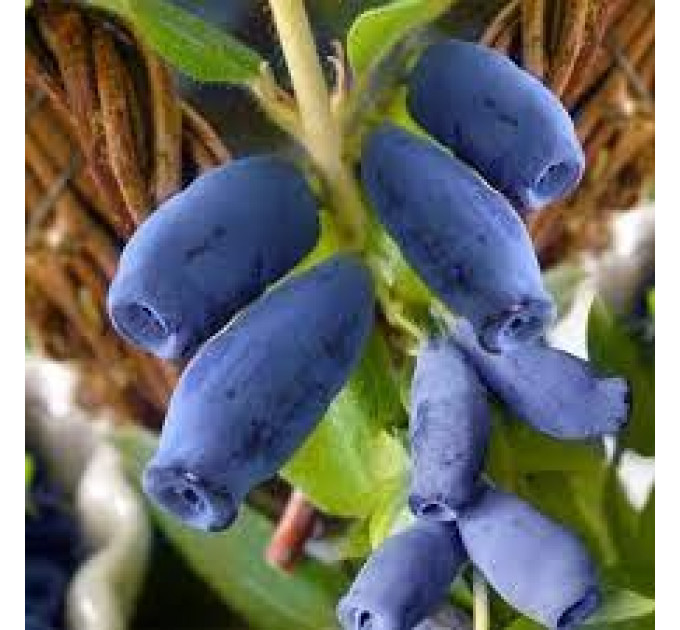 Саджанці жимолості сорт Тундра, 2 річні конейнер 5 л