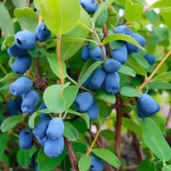 Саджанці жимолості сорт Тундра, 2 річні конейнер 5 л