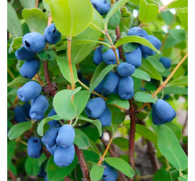 Саджанці жимолості сорт Тундра, 2 річні конейнер 5 л