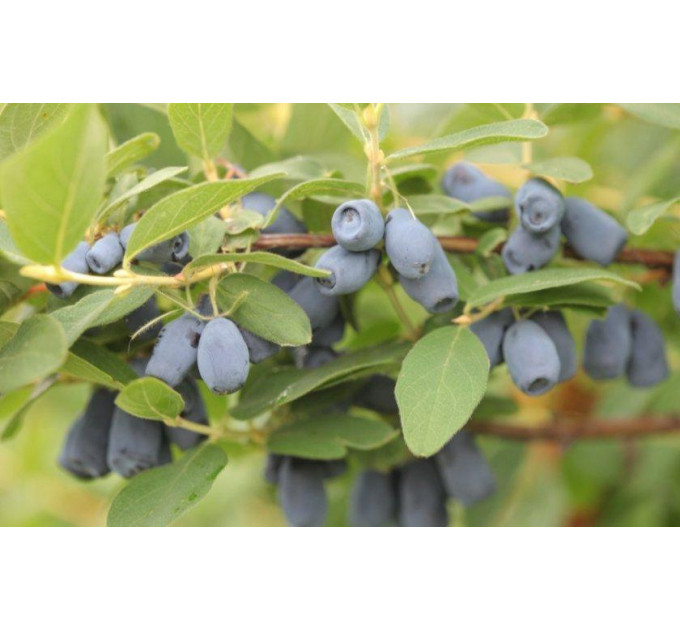 Саджанці жимолості сорт Тундра, 2 річні конейнер 5 л