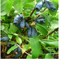 Саженцы жимолости "Длинноплодная", контейнер P9