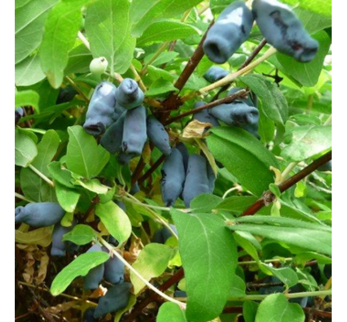 Саджанці жимолості "Длинноплодная", контейнер P9