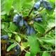Саджанці жимолості "Длинноплодная", контейнер P9