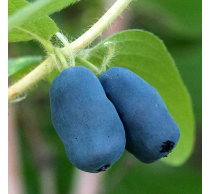 Жимолость сорт Серце гіганта 2 річна, конт. 1.5 л