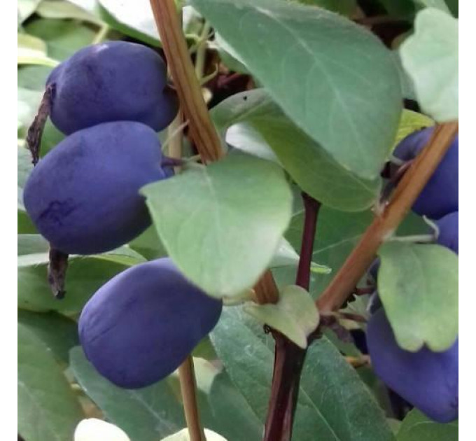 Жимолость сорт Серце гіганта 2 річна, конт. 1.5 л