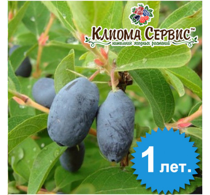 Жимолость сорт "Німфа", 1 літні P9