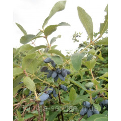 Саженцы жимолости сорт Нимфа 3 летние, пакет 7.5 л