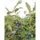 Саженцы жимолости сорт Нимфа 3 летние, пакет 7.5 л