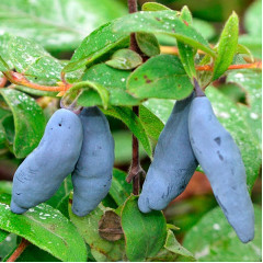 Саженцы жимолости Восторг 1 летние, конт. P9