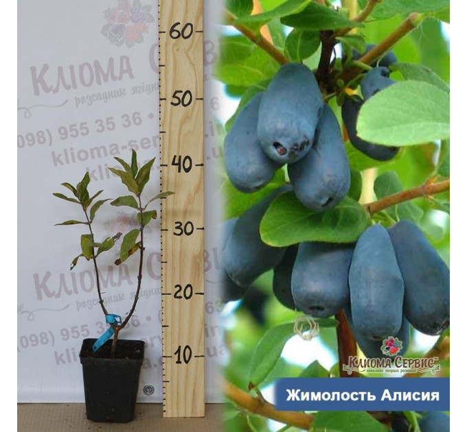 Саженцы жимолости "Алисия" 1-летние в контейнере P9