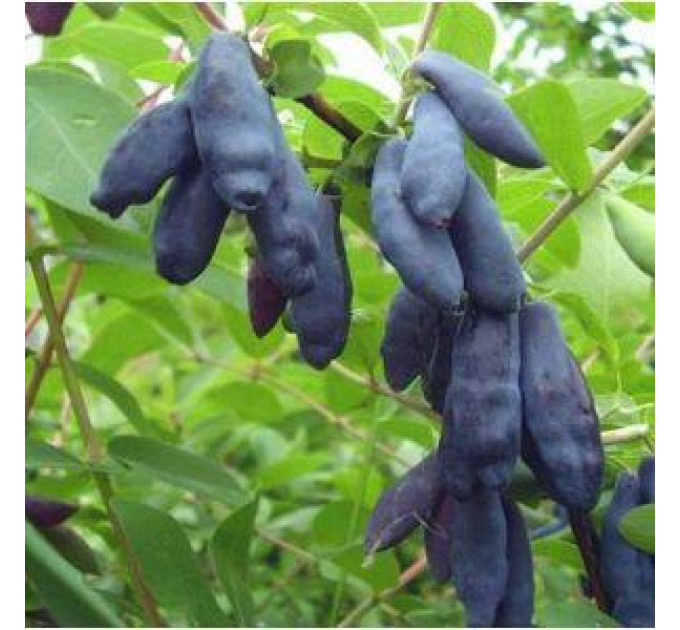 Саджанці жимолості сорт Богучарська, 2 років контейнер 1 л