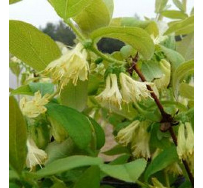 Саженцы жимолости сорт "Дует", 1.5 летние (полуупакованные)