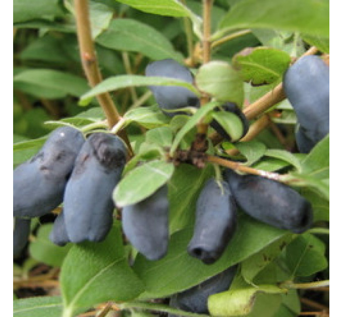 Саженцы жимолости сорт "Дует", 1.5 летние (полуупакованные)