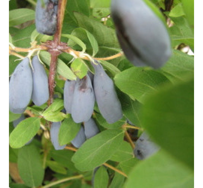 Саженцы жимолости сорт "Дует", 1.5 летние (полуупакованные)