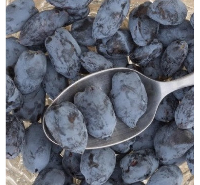 Саженцы жимолости сорт Boreal Best 2 летние, конт. 2 л