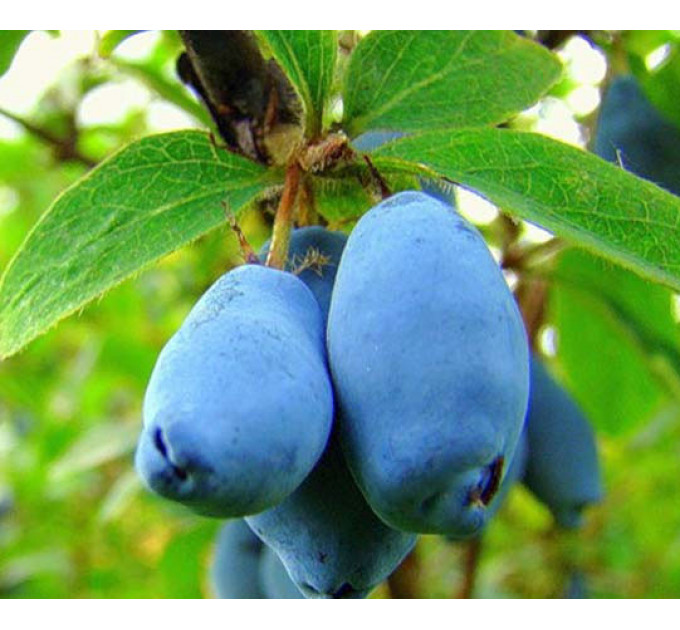 Саженцы жимолости Атут 2 летние, пакет 7.5 л