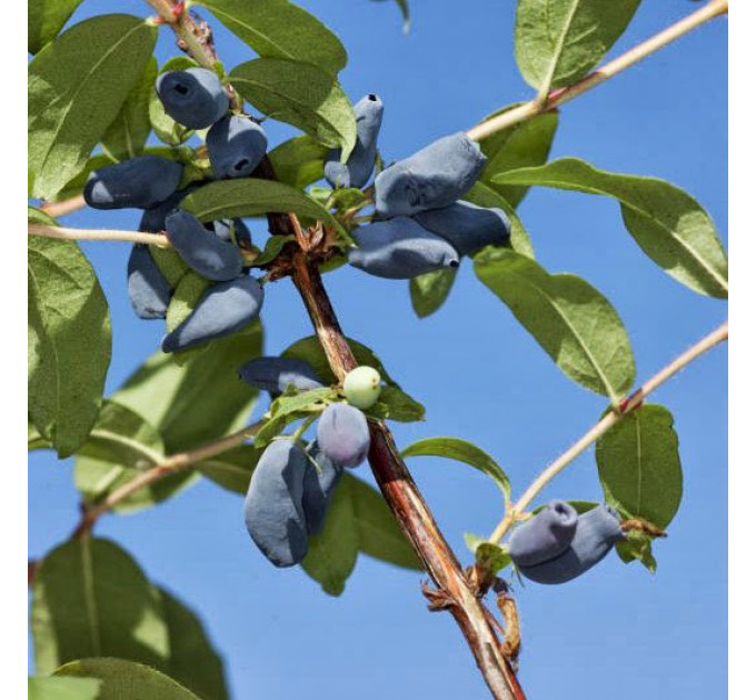 Саженцы жимолости Атут 2 летние, пакет 7.5 л