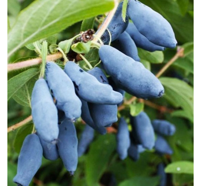 Жимолість їстівна сорт Синій Утьос, 2 літні 1.5 л