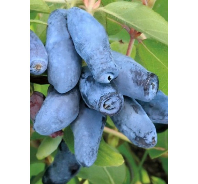 Жимолість їстівна сорт Синій Утьос, 2 літні 1.5 л