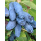 Жимолість їстівна сорт Синій Утьос, 2 літні 1.5 л