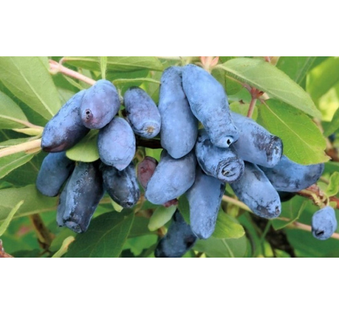Жимолість їстівна сорт Синій Утьос, 2 літні 1.5 л