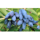 Жимолість їстівна сорт Синій Утьос, 2 літні 1.5 л