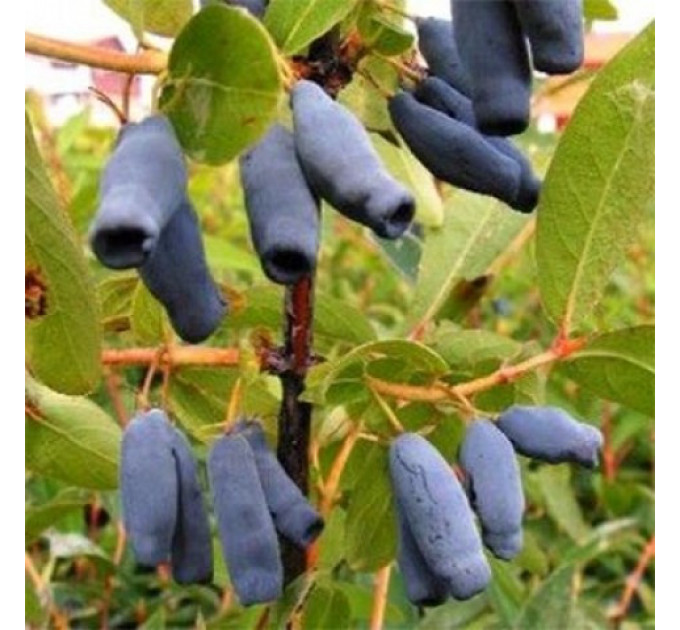 Саджанці жимолості сорт Німфа, 2 річна, пакет 1.6 л